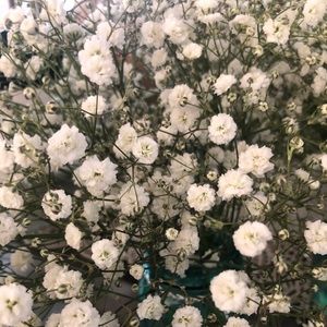 Meet your Posher, Daniela